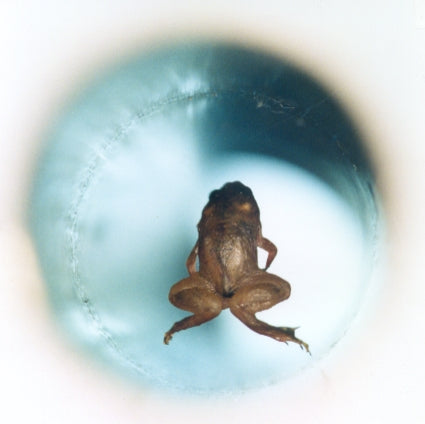 Gunny Glide in the center of the graphene revolution